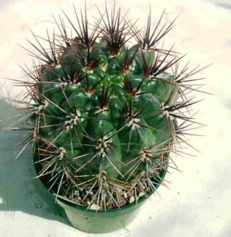 Gymnocalycium_horridispinum